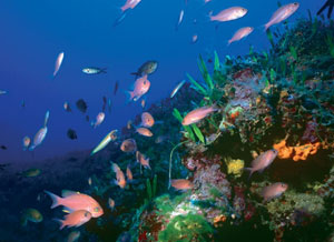 Diving in Crete