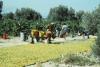 Harvesting grapes for raisins, Iraklion