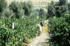 Harvesting grapes for raisins, Iraklion