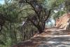 The pine forest in Pano Simi